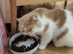 -滚猫咖啡·猫咖·猫友好撸猫(未来城店)
