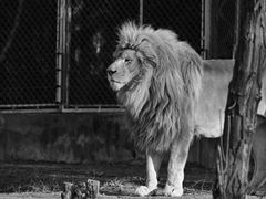 -石家庄市动物园