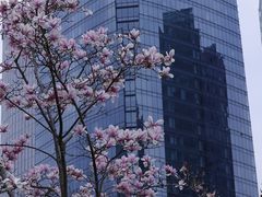 -陆家嘴中心绿地