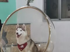 -Husky Go! 哈士奇体验馆·宠物咖啡厅狗咖