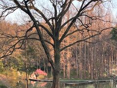 -杭州植物园