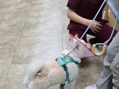 -美联众合动物医院·24h转诊中心