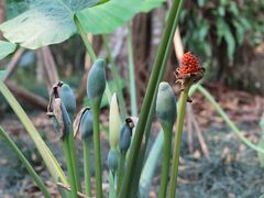 -中国科学院西双版纳热带植物园