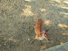 -石家庄市动物园