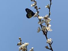 -荔枝公园(福田区)