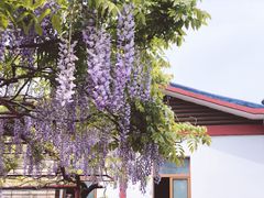 -嘉定紫藤园