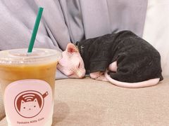 -楼上猫咖(罗湖店)