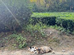 -敬亭山风景名胜区