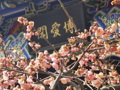 -梅花山(明孝陵内)