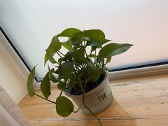 -八马茶业(胜利路旗舰店星海湾茶馆)