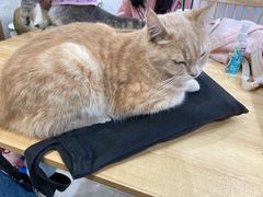 -楼上猫咖(罗湖店)