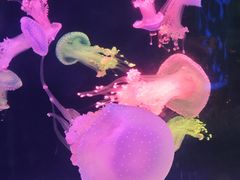 -左海海底世界