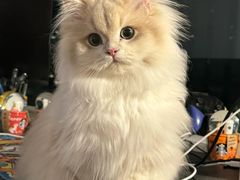 -lincat·猫舍(广州店)