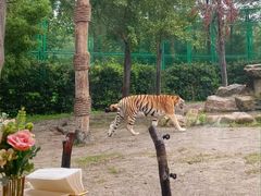 -上海野生动物园老虎餐厅