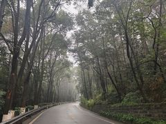 -铁山坪森林公园