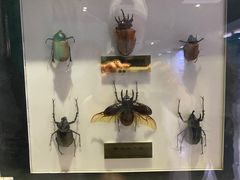 -上海昆虫博物馆