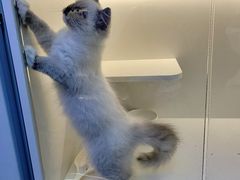 -小猫来了·猫舍(红山六九七九店)