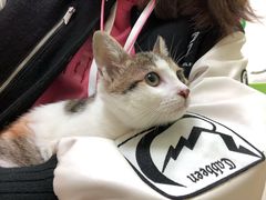 -瑞鹏宠物医院·夜间急症·心超·猫科(祖庙分店)