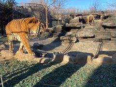 -北京野生动物园