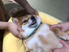 -逗柴咖啡屋·狗咖猫咖宠物桌游
