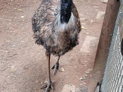 -昆明动物园