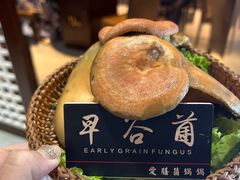 -爱膳菌锅锅(阳南店)