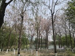 -大兴滨河森林公园