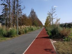 -上海长兴岛郊野公园