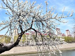-桃花堤公园