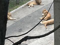 -大连森林动物园