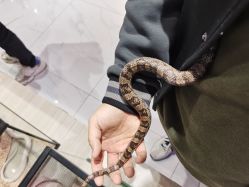 -Moni星球萌宠·小马宝莉·灵蛇·高端高阶全萌宠互动体验俱乐部(红豆国际广场店)