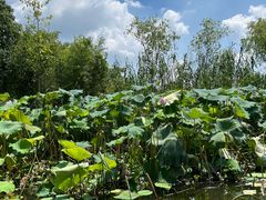 -西溪国家湿地公园