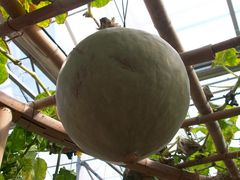 北京观光南瓜园&nbsp;(33)-观光南瓜园