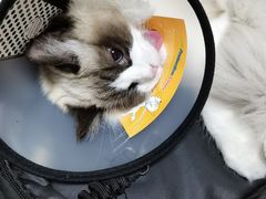 -派特宠物医院(圆融广场店)