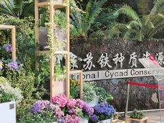 -深圳仙湖植物园