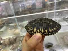 -苏州艺都古玩花鸟市场
