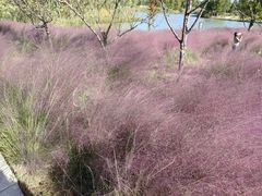 -蜀冈西峰生态公园