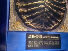 -皇家海洋乐园