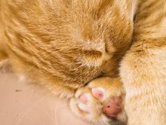 -猫儿山۰猫主题餐厅