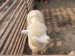 -昌平兴寿秀秀草莓采摘园