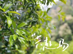 -十八棵（老龙井）御茶园(老龙井店)