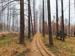 -黄海国家森林公园