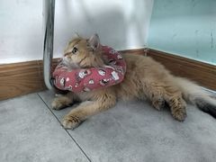 -凯特喵百思猫专科医院