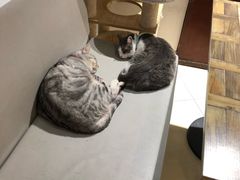 -小时光咖啡馆(开森度假森林店)