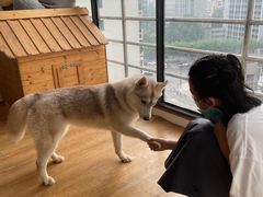 -Husky Go! 哈士奇体验馆·宠物咖啡厅狗咖