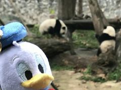 -都江堰中华大熊猫苑