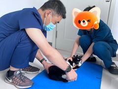 -派美特宠物医院·核磁CT·骨科肿瘤·疑难转诊(沈农禾丰店)