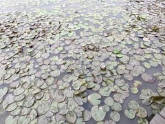 -大湾区中央湿地公园