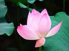 -荔湾湖公园