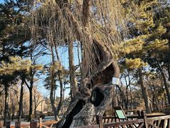 -长春市南湖公园